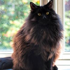 Blanding af racer Hubert