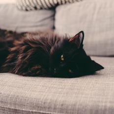 Blanding af racer Hubert