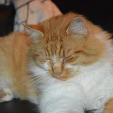 Blanding af racer Baloo (himmelkat)