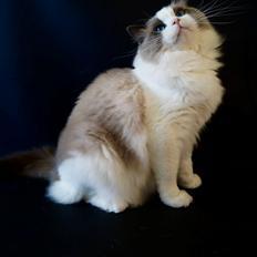 Ragdoll Elonadolls Harley Davisdon