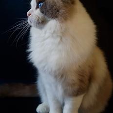 Ragdoll Elonadolls Harley Davisdon