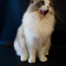 Ragdoll Elonadolls Harley Davisdon