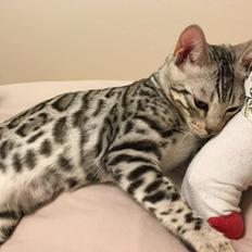 Bengal Yentai's Argentea "Luna" *Himmelkat*