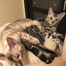 Bengal Yentai's Argentea "Luna" *Himmelkat*