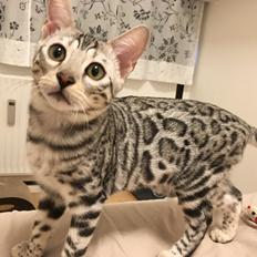 Bengal Yentai's Argentea "Luna" *Himmelkat*
