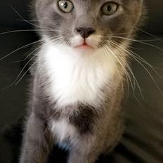 Blanding af racer Hannibal