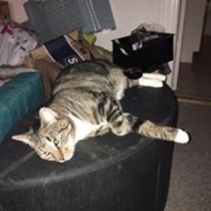 Blanding af racer Modey