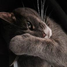 Blanding af racer Molly