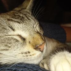 Blanding af racer Paw