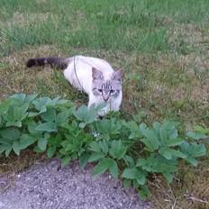 Blanding af racer Paw