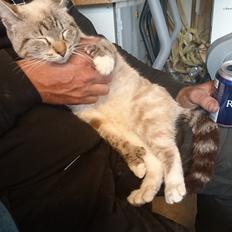 Blanding af racer Paw