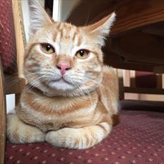 Huskat Miko (killing)