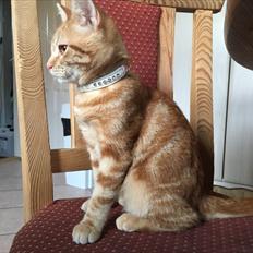 Huskat Miko (killing)