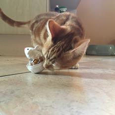 Huskat Miko (killing)