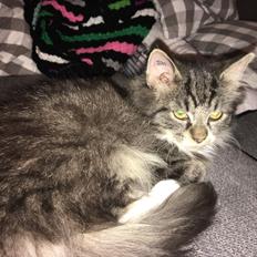 Blanding af racer Mulan