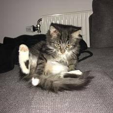 Blanding af racer Mulan