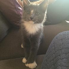 Blanding af racer Gizmo