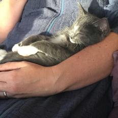 Blanding af racer Gizmo