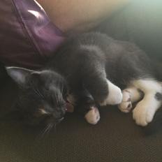 Blanding af racer Gizmo