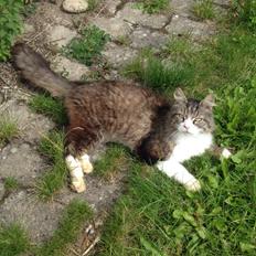 Blanding af racer Ludvig