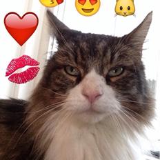 Blanding af racer Ludvig