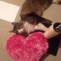 Blanding af racer Ludvig