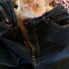 Exotic Enya (Miss Ice) 