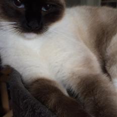 Blanding af racer Mille 