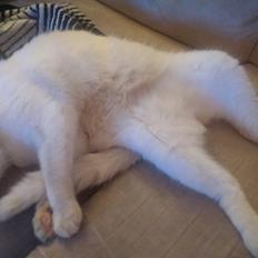 Blanding af racer Gustav 