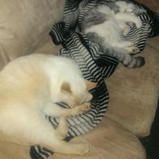 Huskat Bobo (luckyguy) 