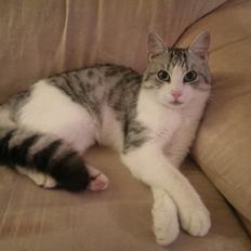 Huskat Bobo (luckyguy) 