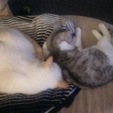 Huskat Bobo (luckyguy) 