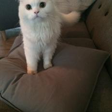 Blanding af racer Aya Dobbo (Kaldet Aya)