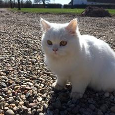 Blanding af racer Aya Dobbo (Kaldet Aya)