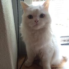 Blanding af racer Aya Dobbo (Kaldet Aya)