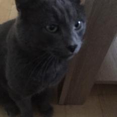 Blanding af racer Thor