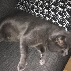 Blanding af racer Thor