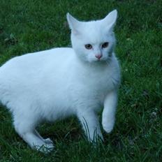 Huskat Snebold
