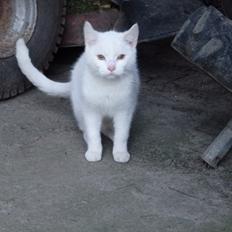 Huskat Snebold