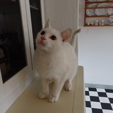 Huskat Snebold