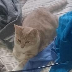 Huskat Anton (Tonton)