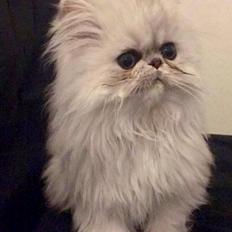 Perser Mellowrose's Grace / Fluffy 