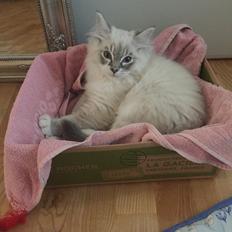 Ragdoll Shady Acres Fairfax