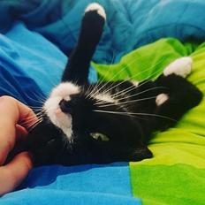 Huskat (Frk.) Karen (Blixen)