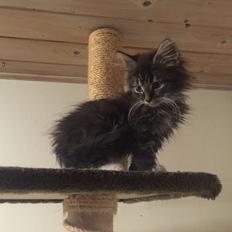 Blanding af racer Pico