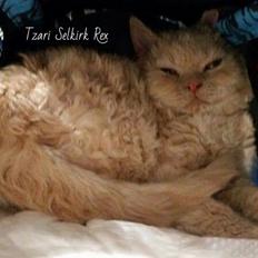 Selkirk Rex  Sofa Tigers Michigan