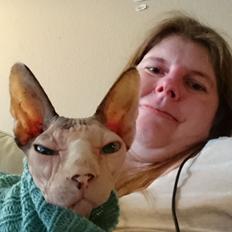 Sphynx Himmelkat Farao Ramses Raspberry Rynkeby