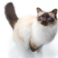 Hellig Birma Charlie