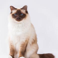 Hellig Birma Charlie