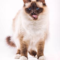 Hellig Birma Charlie